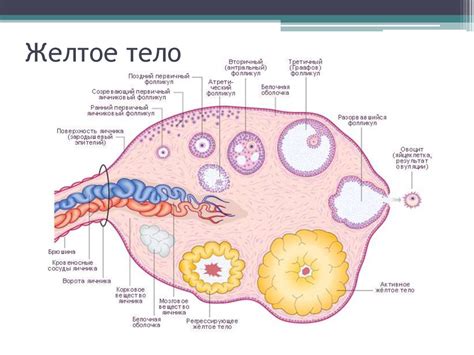 Женская половая система - презентация онлайн