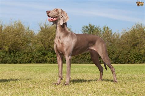 sacbrcoza weimaraner