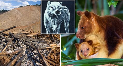 The iconic animals set to vanish from Australia in 'extinction crisis ...