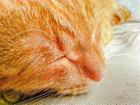 Cat Dream Portrait Home - Free photo on Pixabay - Pixabay