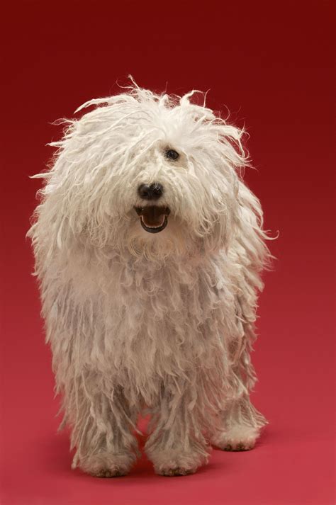 What Are The Small White Dogs Called