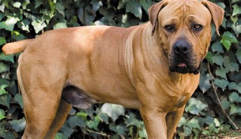 Boerboel Profile - Find Paw Pal