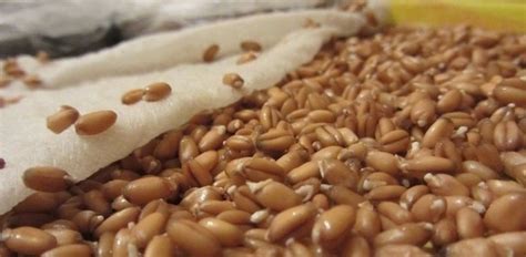 Пророщенные зёрна пшеницы