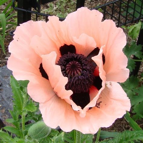PlantFiles Pictures: Papaver, Oriental Poppy, Perennial Poppy 'Coral