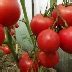 Томат Сват: описание сорта помидоров, характеристики. Особенности ...