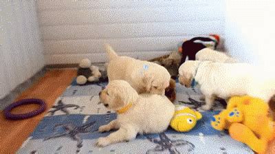 Dogs Puppies GIF - Dogs Puppies Playful - Discover & Share GIFs