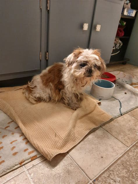 Wilson County, Tennessee Lost and Found Pets | Located off Leeanna lane