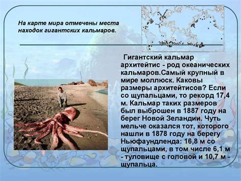 Класс Головоногие моллюски - презентация онлайн