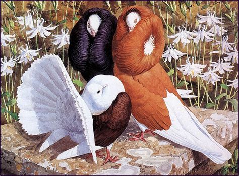 Fancy Pigeons - Charles Tunnicliffe - WikiArt.org