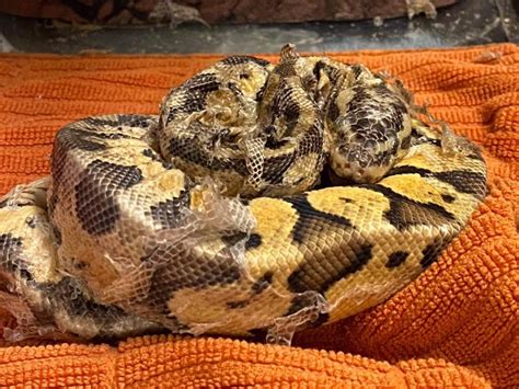 Ball Python Shedding Guide | Terrarium Quest