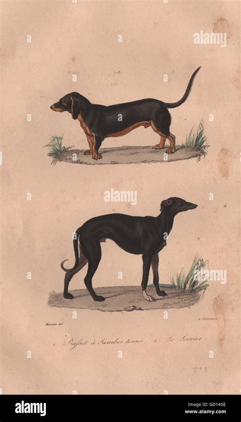 DOGS: Basset (Basset Hound with twisted legs); Levrier (Greyhound ...