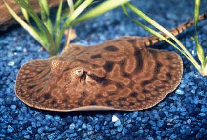 Animal Picture: Reticulated freshwater stingray