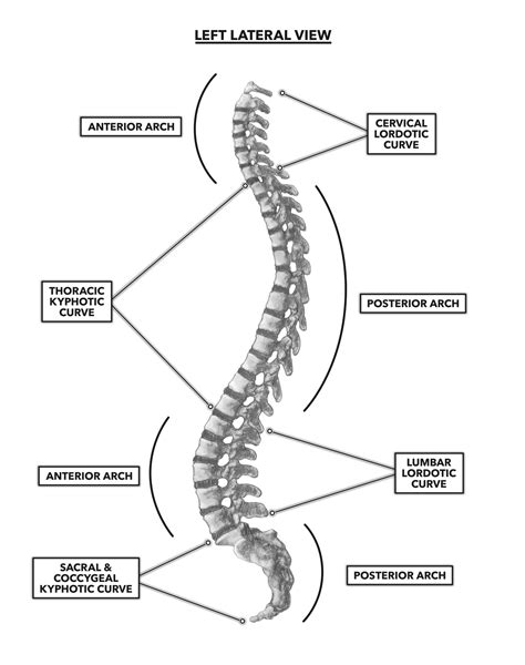 CrossFit | Vertebral Curves