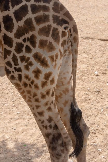 Giraffe Fussabdruecke Bilder - Kostenloser Download auf Freepik