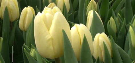 Spring flowers grown in the village of Malcoci, Ialoveni