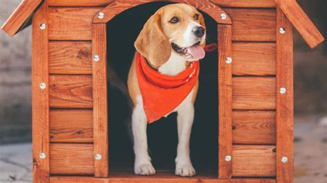 The best outdoor dog kennels