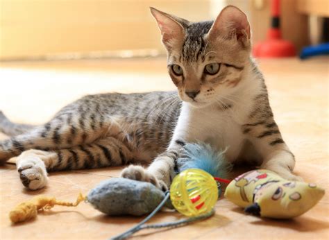 The Best Indoor Cat Toys - CatTime
