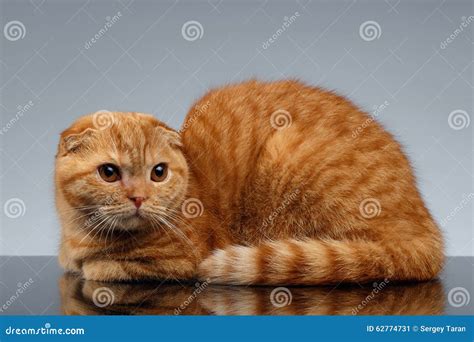 Ginger Scottish Fold Cat Sits And Looking Up Isolated On Black Royalty ...