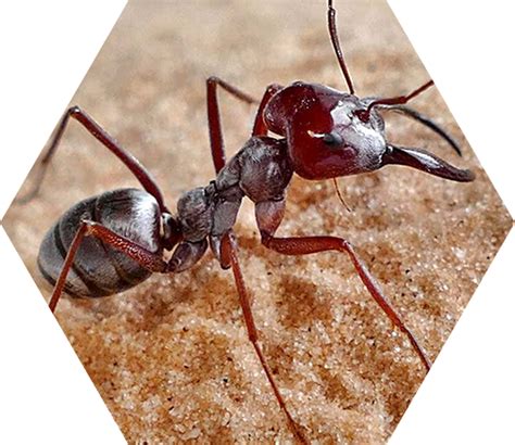 ant control cornwall ant pest control cornwall expert ant control