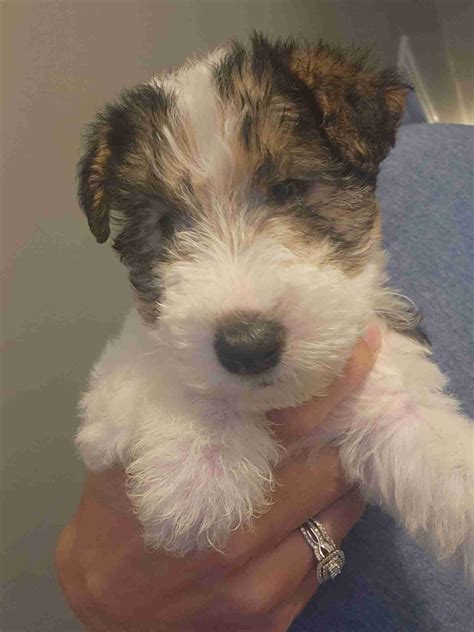Wire Fox Terrier Puppies For Sale