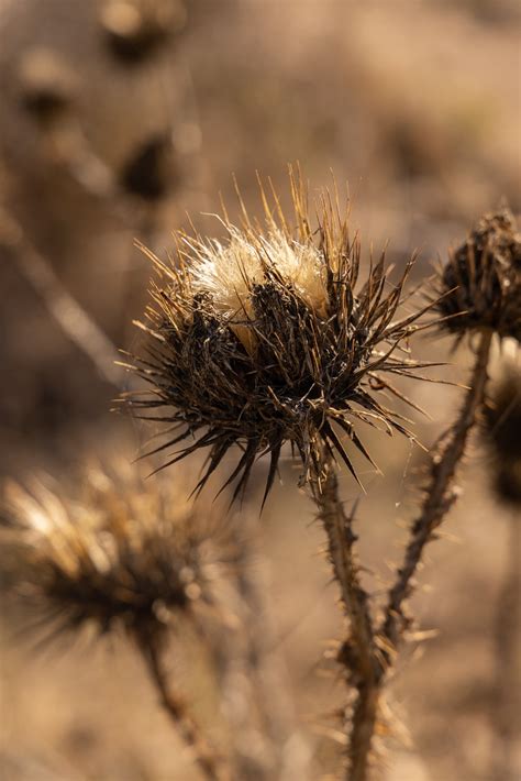 Autumn Dried Flowers Wildflowers - Free photo on Pixabay - Pixabay