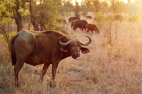 buffalo protection pictures