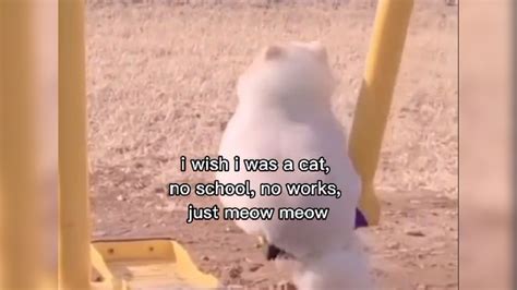 I Wish I Was a Cat, No School, No Works, Just Meow Meow | Know Your Meme