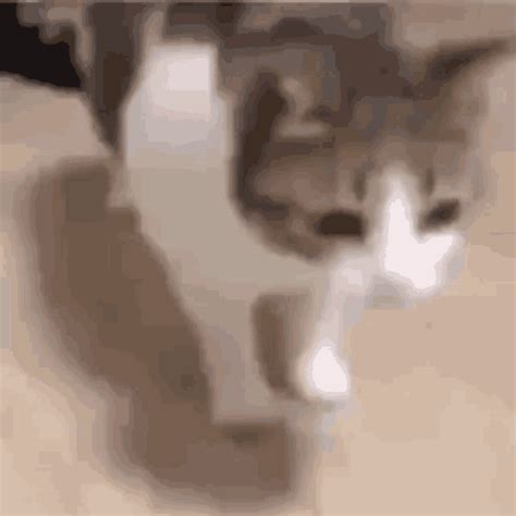 Discord Pfp Cute Cat GIF | GIFDB.com