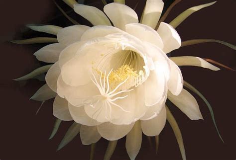 月下美人の花言葉！由来とはなに？ | きになる旬の情報局