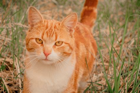 Картинки рыжих котов (51 фото) - 51 фото