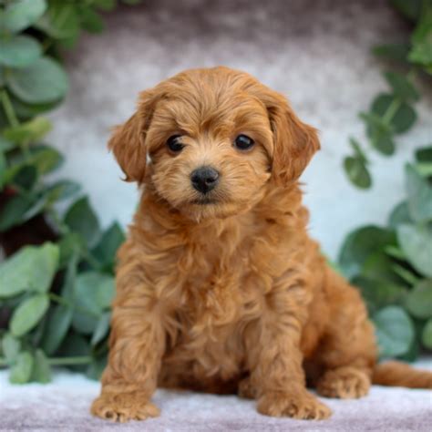 Lollipop - Cavachon and Miniature Poodle Hybrid Puppy for Sale in Gordonville, PA | Lancaster
