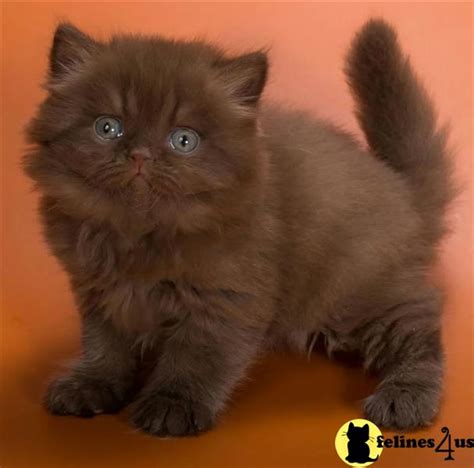 beautiful kittens  ready   homes