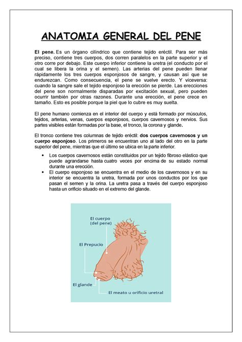 Anatomia General DEL PENE - ANATOMIA GENERAL DEL PENE ####### El pene
