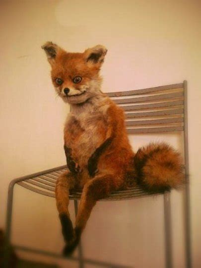Exhausted fox Blank Template - Imgflip