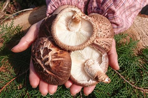 Shiitake Mushroom Farming on the Kunisaki Peninsula, delicious organic ...