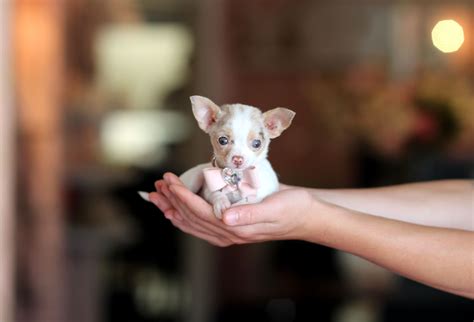 Teacup Chiwawa Dog