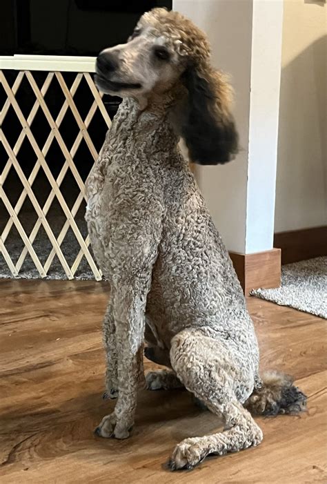 AKC Poodle colors | Poodle Forum