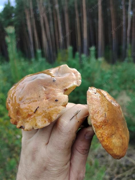Premium Photo | Two edible mushrooms in hand forest background with ...