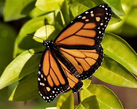 Come Fly with Me 2021! SOAR at South Coast Botanic Garden Highlights