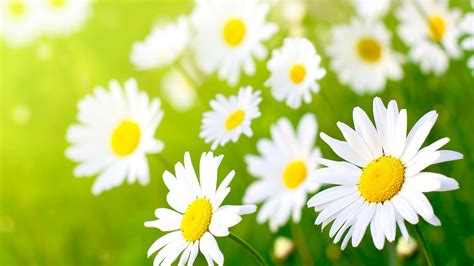 26 Daisy Wallpapers - Wallpaperboat