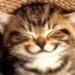 Happy Cat Meme Generator - Imgflip