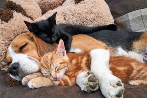 Are Beagles Good With Cats