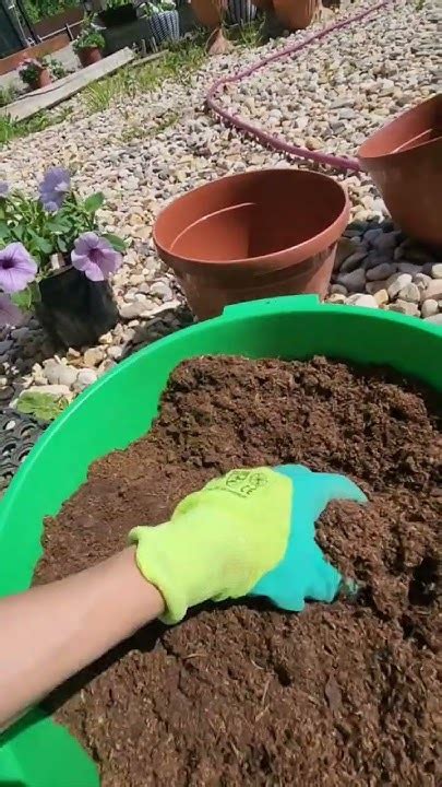 какой грунт выбрать для петуний #петунии #мойсад #петуния #садоводство ...