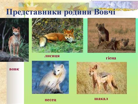 Різноманітність ссавців - презентация онлайн