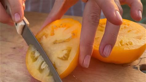 Дегустация Сибирского супер-томата🍅томат Золотая клуша | сладкий ...