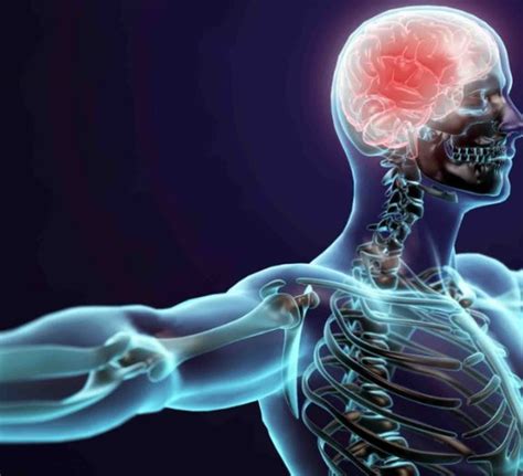 Você sabe qual é o órgão mais pesado do corpo humano? - Mega Curioso