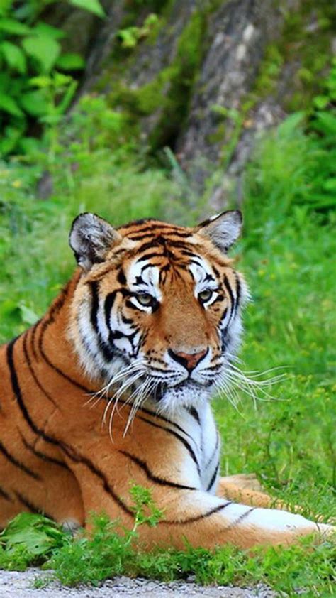 Sfondi Animali (59+ immagini)