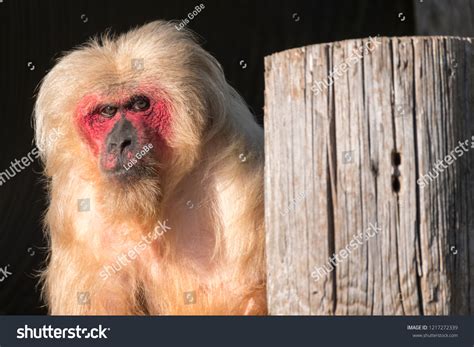 23,810 Monkey world Images, Stock Photos & Vectors | Shutterstock