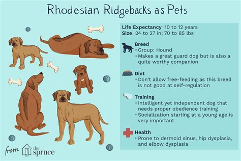 Rhodesian Ridgeback: Full Profile, History, and Care