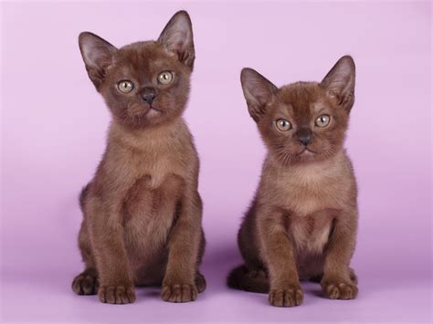 Sable Burmese Cat: Facts, Origin & History (With Pictures) | Hepper
